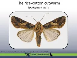 The rice-cotton cutworm   Spodoptera litura Photo: Natasha Wright, Florida Department
