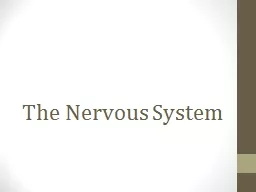 The Nervous System Good Morning… Bell Ringer #1: Reflect back over winter break