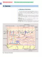 The dermis is the structure beneath the epidermis and