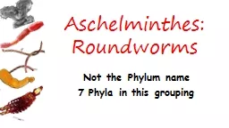 Aschelminthes :   Roundworms Not the Phylum name 7 Phyla in this grouping