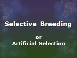 Selective Breeding o r Artificial Selection What is  Selective Breeding?