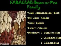 FABACEAE: Bean or Pea Family Class: Magnoliopsida (dicot) Sub-Class: Rosidae