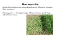 Gene regulation  Genetically related genotypes with striking phenotypic differences, but