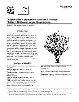 Fact Sheet ST November  Amelanchier x grandiflora Autumn Brilliance Figure 