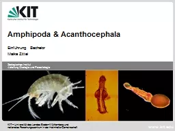 Amphipoda & Acanthocephala