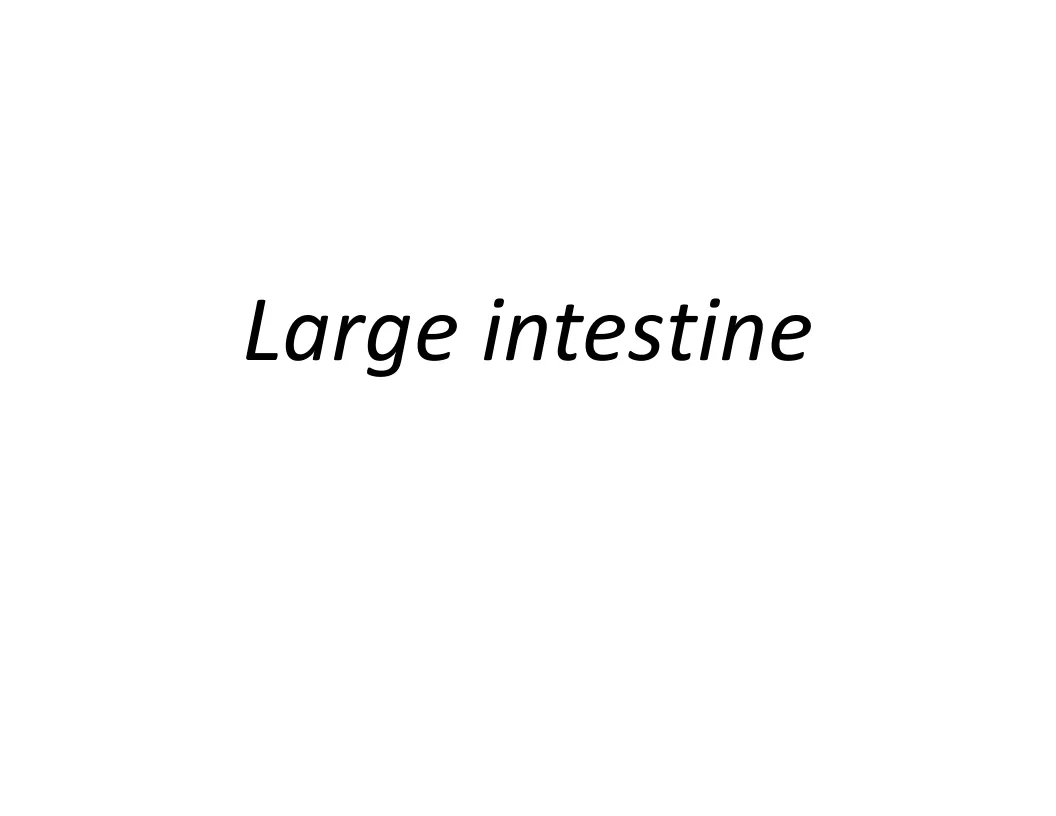Large   intestine Anatomy