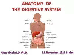 ANATOMY OF  THE DIGESTIVE SYSTEM