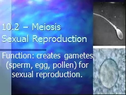 10.2 – Meiosis Sexual Reproduction