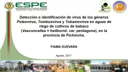 Septiembre, 2018 TEMA: CARACTERIZACIÓN MOLECULAR, DIAGNÓSTICO Y FILOGEOGRAFÍA DEL POTEXVIRUS CAUSANTE DE SÍNTOMAS DE MOSAICO Y MANCHAS CLORÓTICAS EN PLANTACIONES DE BABACO (