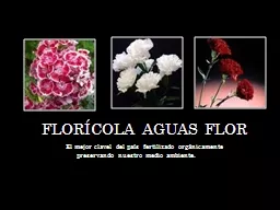 Florícola Aguas flor