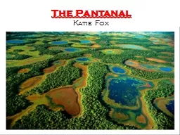 The Pantanal Katie Fox