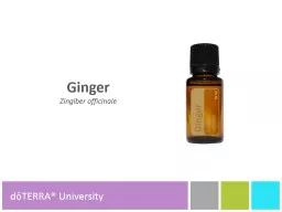 Ginger Zingiber   officinale