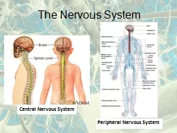 The Nervous System Central Nervous System