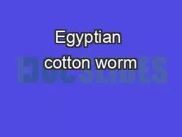 Egyptian cotton worm