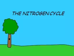 THE NITROGEN CYCLE NITROGEN