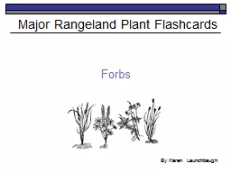 Forbs Major Rangeland Plant Flashcards