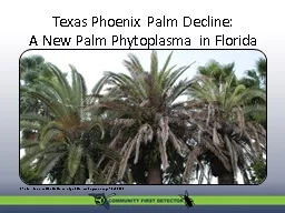 Texas Phoenix Palm Decline: