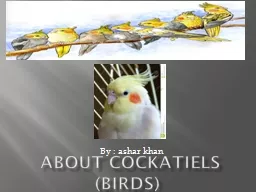 about Cockatiels (birds)