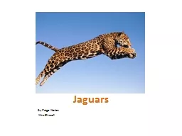 Jaguars by Paige Nolan