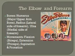 The Elbow and Forearm