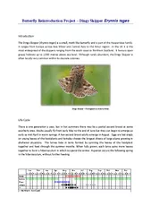 Butterfly Reintroduction Project Dingy Skipper Erynnis