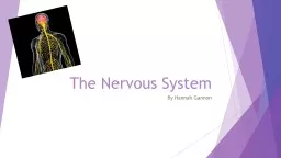 The Nervous System By Hannah Gannon