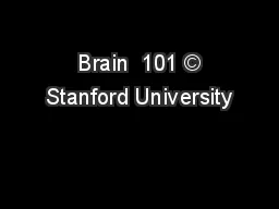 Brain  101 © Stanford University
