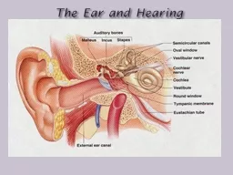  The  Ear and Hearing 1. 