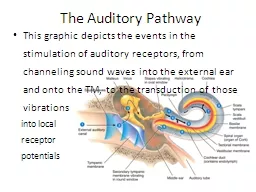  The  Auditory Pathway This graphic depicts the events in the stimulation of auditory