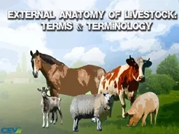  1 Objectives To identify the external anatomy of livestock species.