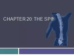  Chapter 20: The Spine Anatomy of the Spine