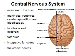  Central Nervous System overview of the brain