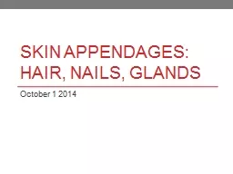 PPT - Skin Appendages: Hair, Nails, Glands PowerPoint Presentation