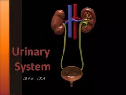  Urinary  System 28 April 2014
