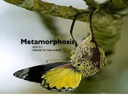  Metamorphosis ZOO 311  Presented by: 