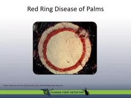  Red Ring Disease of Palms