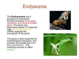  Ecdysozoa      The  Ecdysozoans