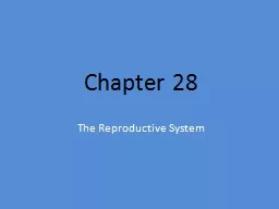  Chapter 28 The Reproductive System