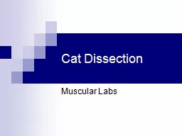  Cat Dissection Muscular Labs