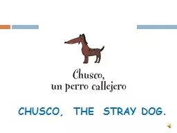 CHUSCO,  THE  STRAY DOG.