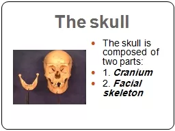 The  skull The skull is composed of two parts: