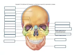 Above: Frontal View. Legend: 1- Mental tubercle. 2- Body of mandible. 3- Ramus of mandible.