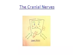 The Cranial Nerves Cranial Nerves