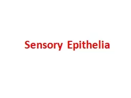 Sensory Epithelia Sensory Epithelia: