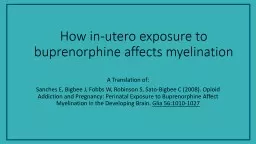 PPT-How in-utero exposure to buprenorphine affects myelination