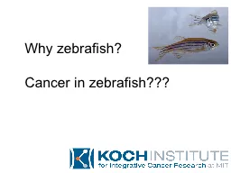 Why  zebrafish ? Cancer in