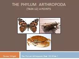 PPT-Connor Wright The Phylum Arthropoda (Task 12)