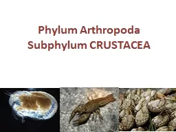 Phylum  Arthropoda Subphylum CRUSTACEA