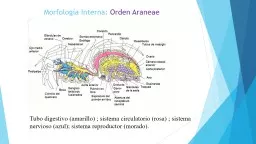 Morfología Interna:  Orden