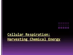 Cellular Respiration:  Harvesting Chemical Energy